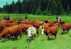 Cattle are routinely given synthetic estrogen.