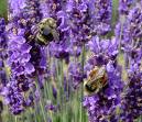 Lavender acts as a phytoestrogen provoking Restless Leg Syndrome.