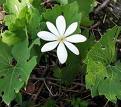 Blood root is hormome active.