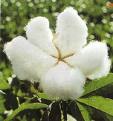 Cotton seed oil will stop sperm from forming.