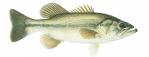 Bass in the Potomac River are feminized by xenoestrogens.