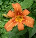 Orange Lilies do not contain Progesterone.