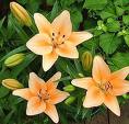 Lilies are prettier than yams.