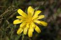 Yellow Wild flower.