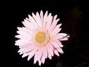 Pink Daisy