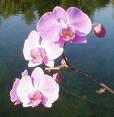 Pink Orchid