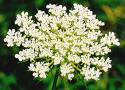 Queen Anne's Lace