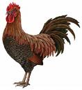 Roosters castrated by xenoestrogens.  Xenoestrogens cause Restless Leg Syndrome
