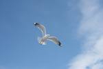 Sea gulls are femizied